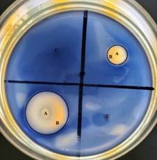 A blue liquid in a petri dish

Description automatically generated